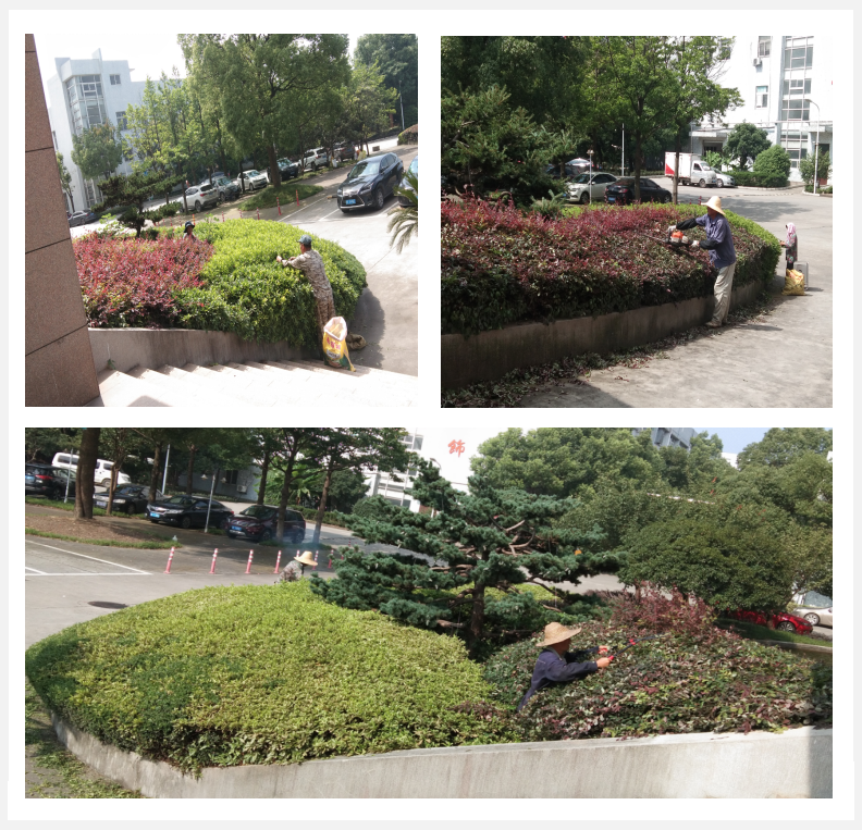 美化绿化，我们在行动      