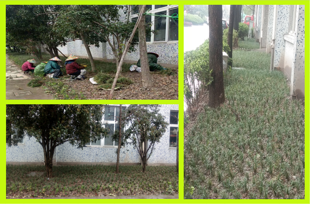种植绿化，美化坏境
