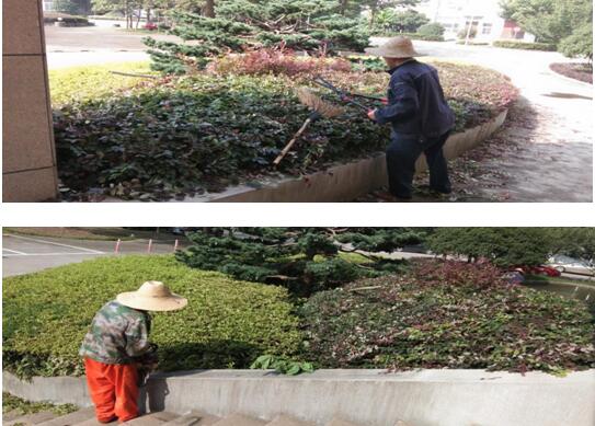 绿植修剪，美化环境